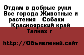 Отдам в добрые руки  - Все города Животные и растения » Собаки   . Красноярский край,Талнах г.